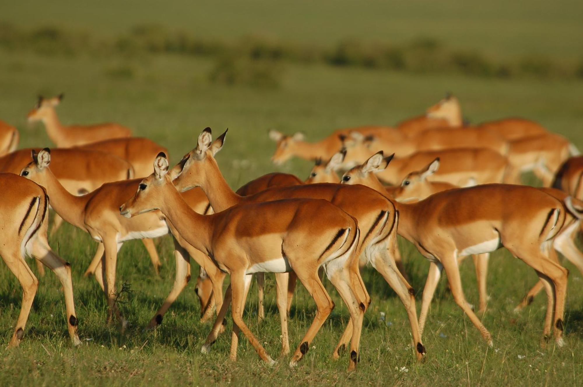 Mara Intrepids Tented Camp Talek Buitenkant foto