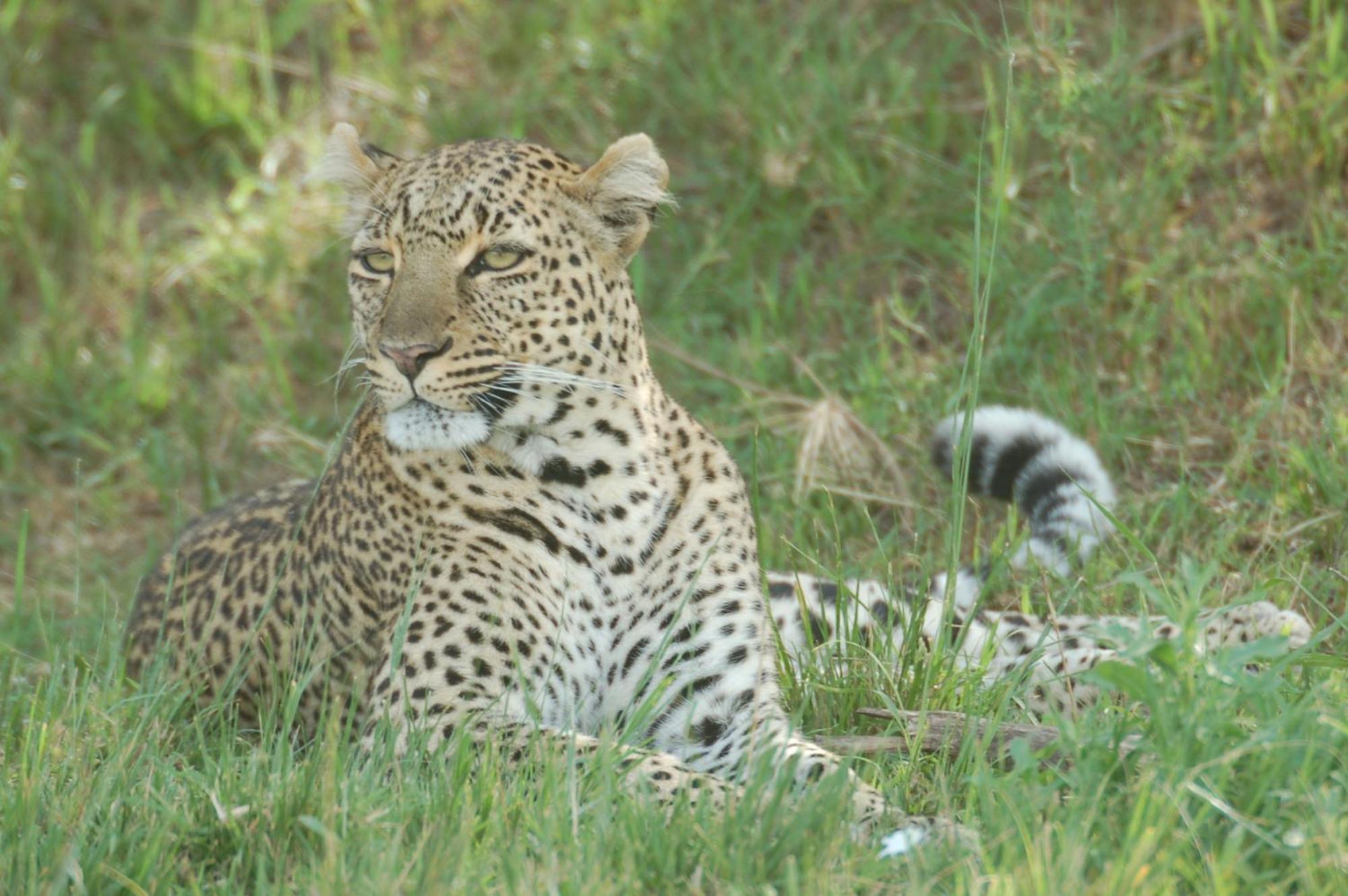 Mara Intrepids Tented Camp Talek Buitenkant foto