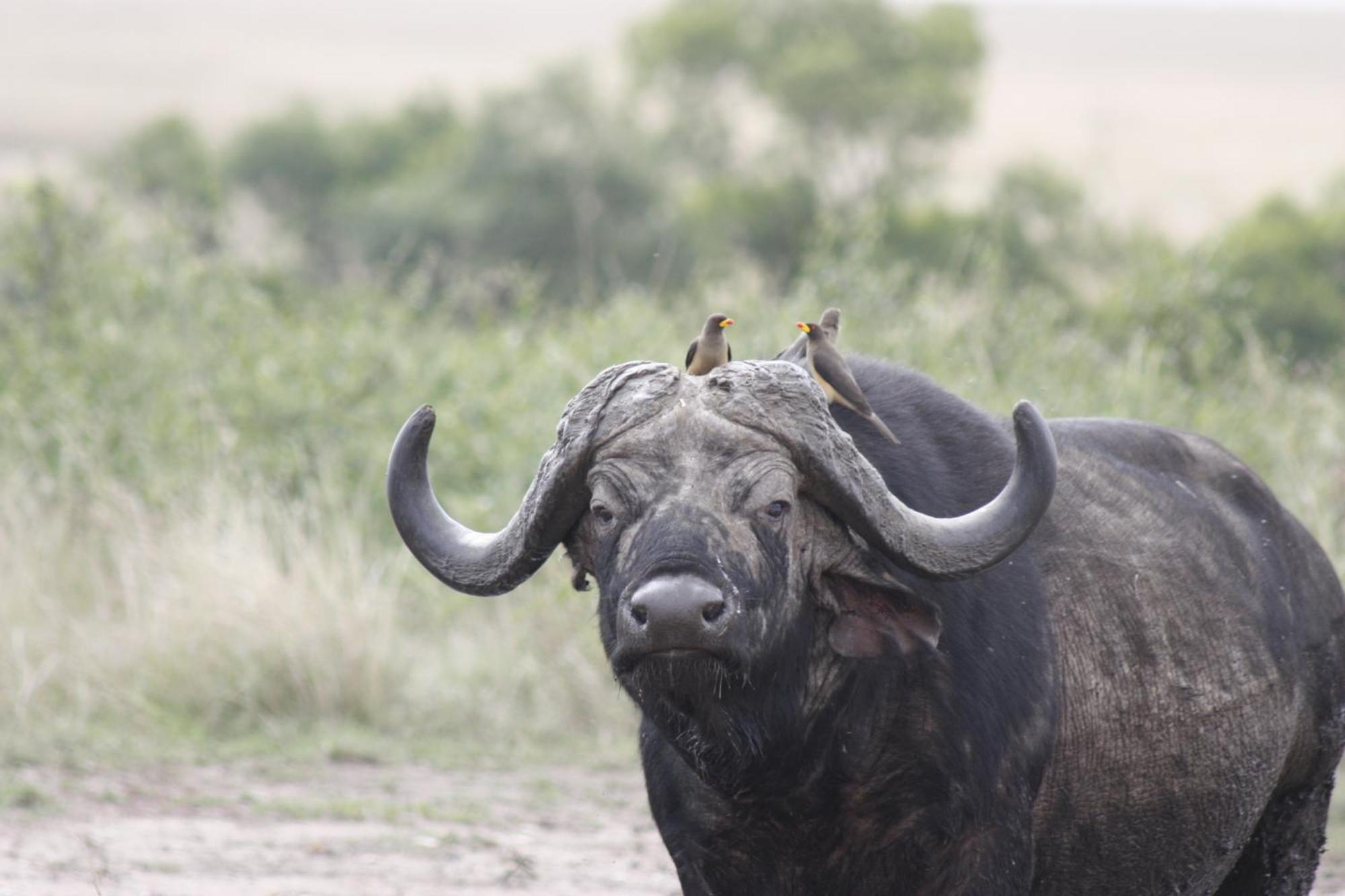 Mara Intrepids Tented Camp Talek Buitenkant foto