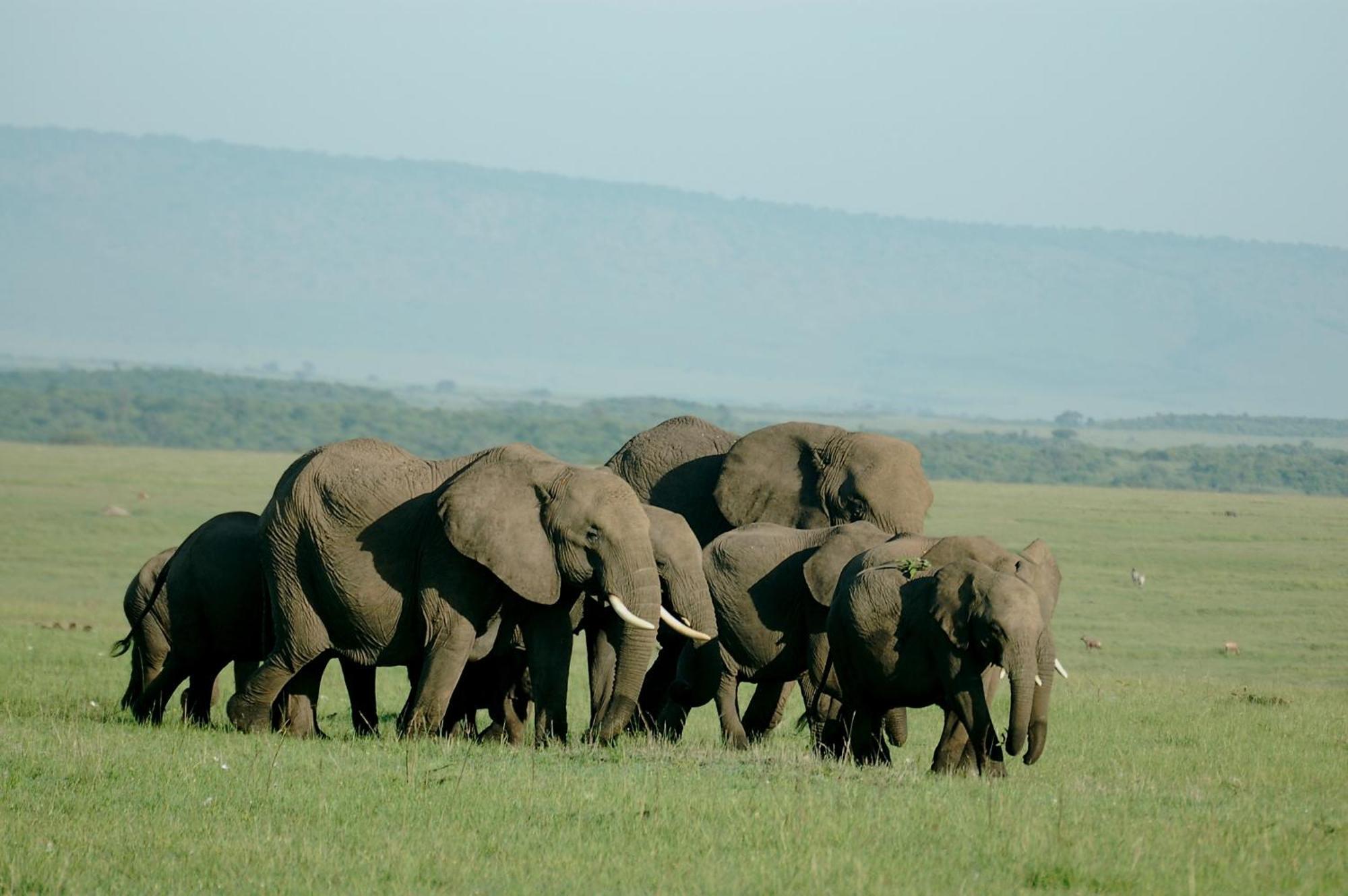 Mara Intrepids Tented Camp Talek Buitenkant foto