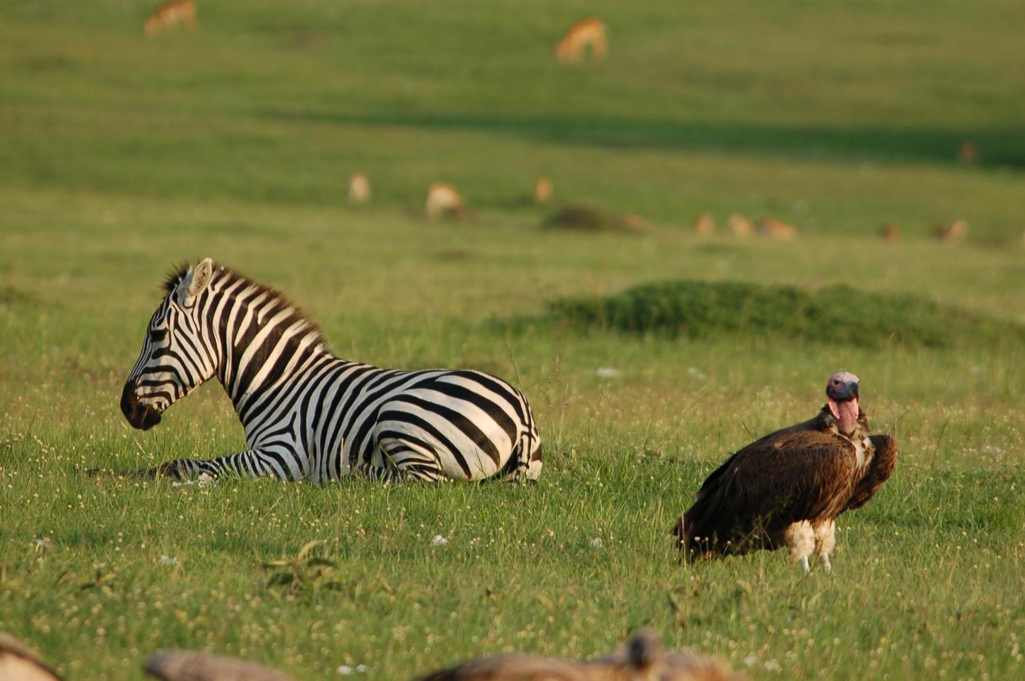 Mara Intrepids Tented Camp Talek Buitenkant foto