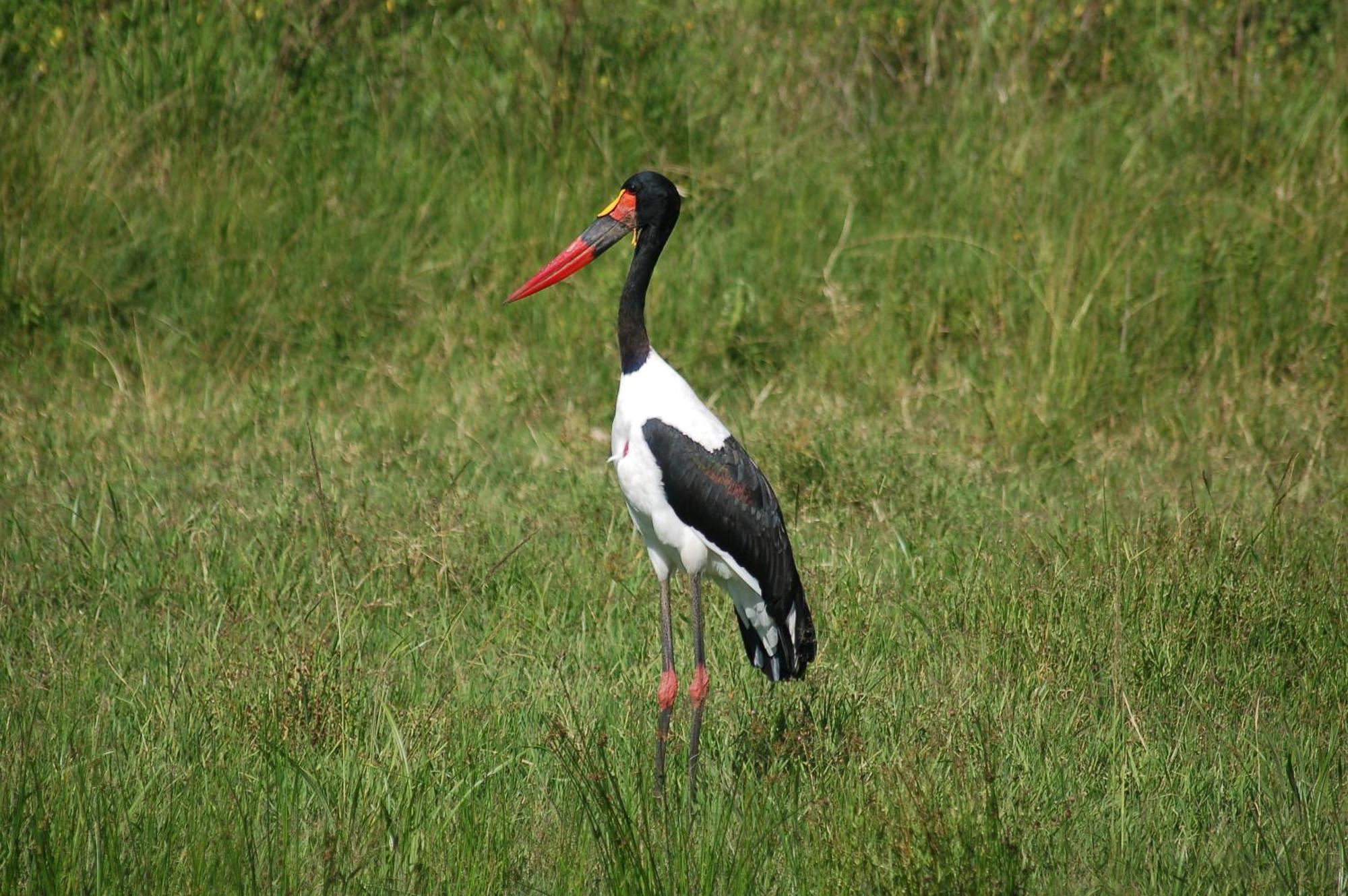 Mara Intrepids Tented Camp Talek Buitenkant foto